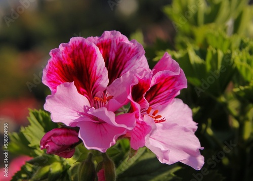 multicolor red,pink,purple flowers of geranium potted plant in summer