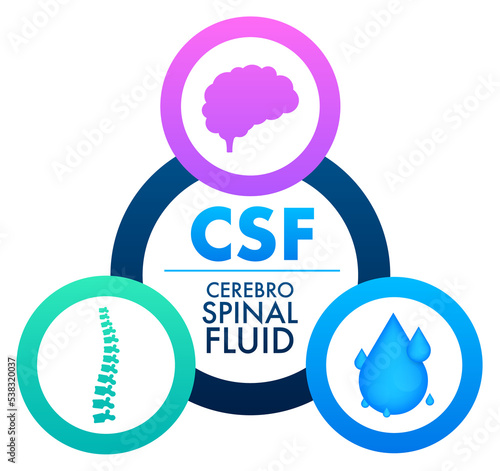 CSF - cerebrospinal fluid. Medical concept. Vector stock illustration.