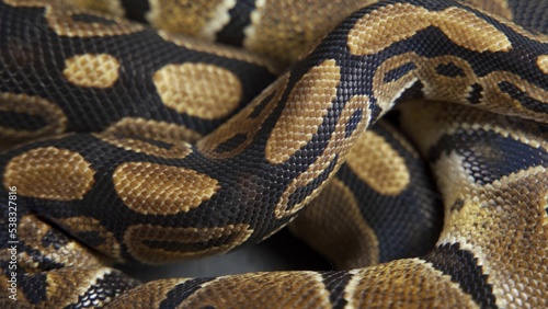 Background of snakeskin. Royal python skin