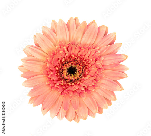 gerbera flower isolated on transparent png