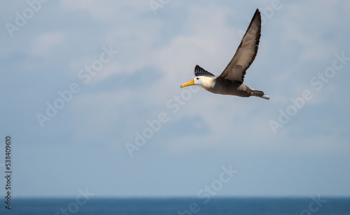 wave albatross in flight, Punta Suarez, Espanola, Galapagos