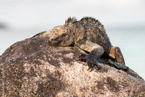 marine iguana napping on the rock, Española, Galapagos