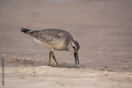 The red knot or just knot (Calidris canutus) is a medium-sized shorebird. Juvenile bird during the migration break, resting and feeding on the beach of the Baltic Sea. 