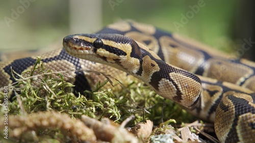 A boa constrictor crawls among the grass. Snake close-up.