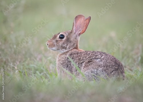 Selective focus of an Eastern cottontail rabbit, Sylvilagus floridanus on a grass looking aside