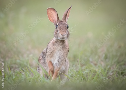 Selective focus of an Eastern cottontail rabbit, Sylvilagus floridanus on a grass