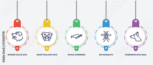 infographic element template with woof woof outline icons such as border collie dog head, angry bulldog face, whale swimming, big mosquito, doberman dog head vector.