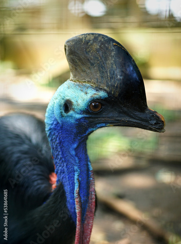 big bird, cassowary with beautiful colored close-up face against forest background in zoo