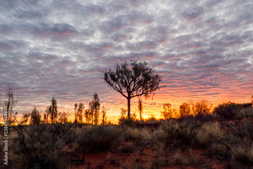 Early morning with cloudy sky and trees in Red Center, Australia