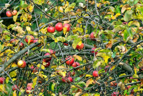 Dojrzałe owoce jabłoni na drzewie 