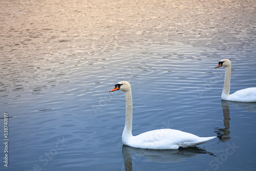 La gracia etérea de la naturaleza capturada en una imagen: la majestuosidad de una pareja de cisnes flotando serenamente sobre el reflejo cristalino del agua