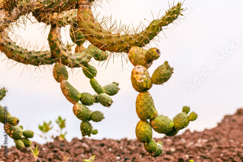 Opuntia maxima pertenece a la familia Cactaceae.