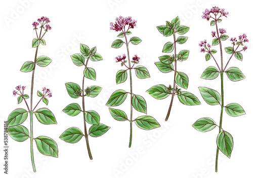 drawing oregano with flowers and green leaves, medicinal plants, aromatic herbs, hand drawn illustration