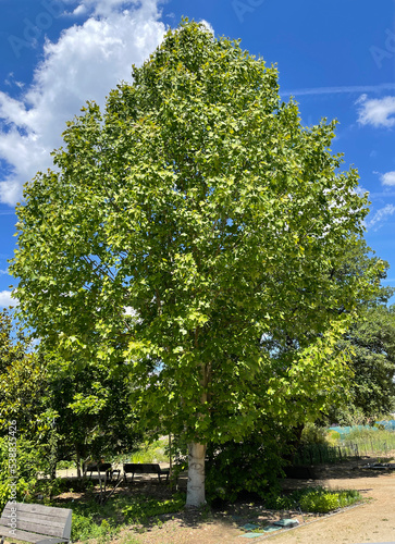 Tulip tree, Liriodendron tulipifera