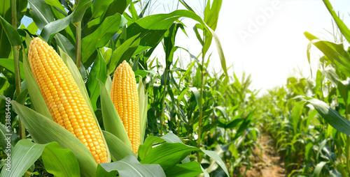 Corn cobs in corn plantation field.