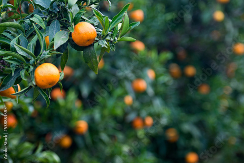Jugosa naranja clementina madura en el árbol
