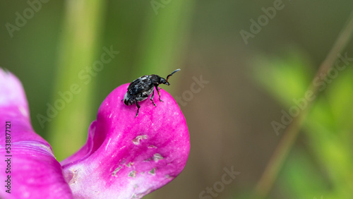 Bruchus pisorum - Pea weevil - Bruche du pois