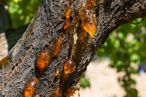 resins on an apricot tree in orchard.