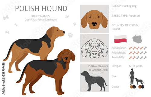 Polish Hound clipart. All coat colors set. All dog breeds characteristics infographic