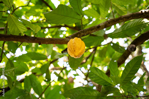 Fave di cacao e baccello di cacao