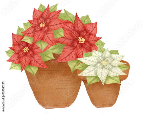Red and white poinsettia pot Christmas
