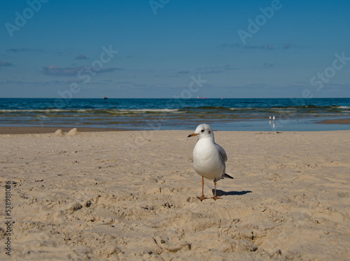 Biała mewa na bałtyckiej plaży