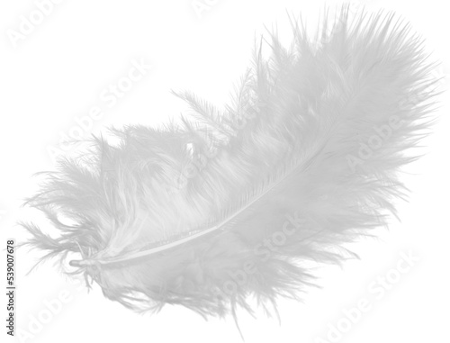 White feather isolated on white background