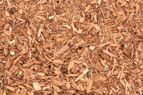 Close-up of White Sandalwood (Santalum album) or indian sandalwood. Sandalwood is, one of the most important incense at all and an important component of incense sticks