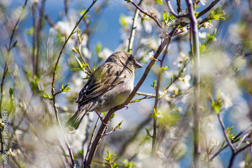 Wróbel, Passer domesticus