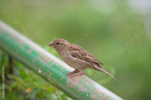 pardal (Passer domesticus)