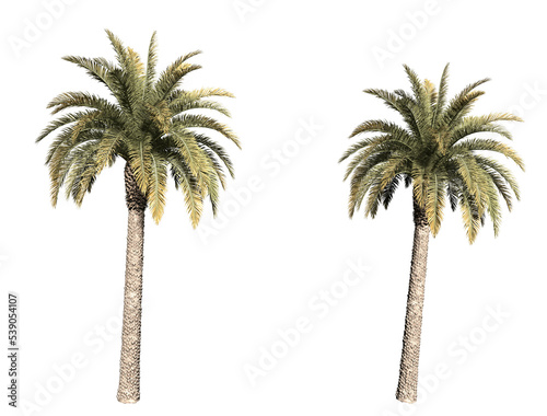 palm trees isolated