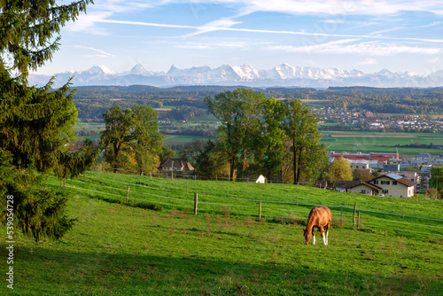 Idyll Swiss landscape of green valley with distance mountain range. Horse grazing on the pasture, countryside in Switzerland.