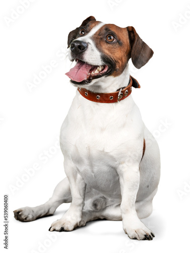 Cute small dog Jack Russell terrier on white background