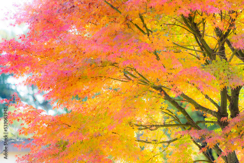 ソフトイメージに写した秋の紅葉 