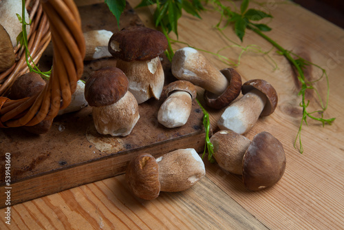 Pile of wild porcini mushrooms on wooden background at autumn season..
