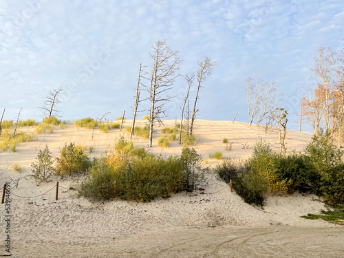 Dry tree trunks and some vegetation at the wandering dune of Wydma Łącka ist the Baltic Sea in Poland