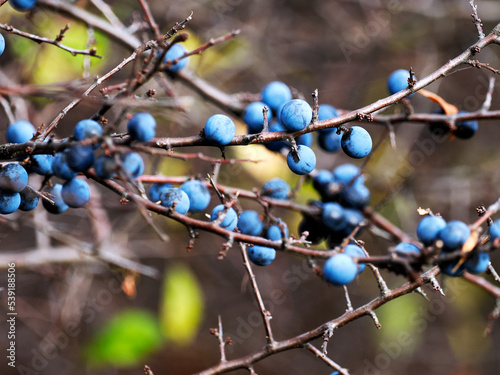 Jesienią dojrzewają owoce Śliwy tarniny, tarnina, tarka (Prunus spinosa L.) będące pokarmem dla wielu zwierząt 