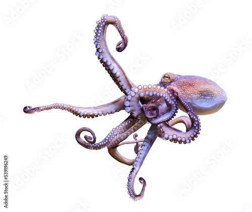 Close-up view of a Common Octopus (Octopus vulgaris) - isolated png-file