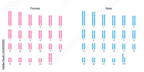 Scientific Designing of Human Karyotype. Human Complete Set of Chromosomes. Colorful Symbols. Vector Illustration.