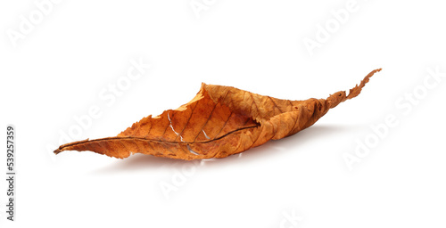 autumn season concept, autumn leaf isolated on white background