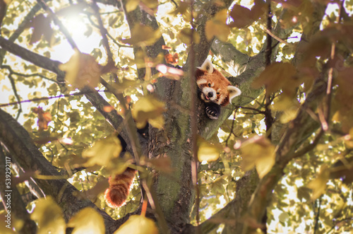 czerwona panda na drzewie
