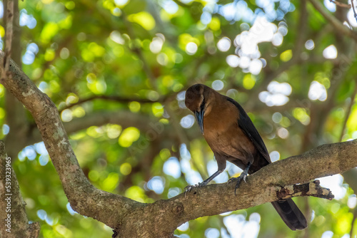 A great-tailed grackle stands on a branch, perched high up in a tree, and looks down on the people below.