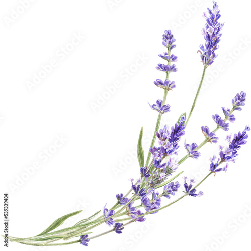 Watercolor lavender bouquet, Provence flowers