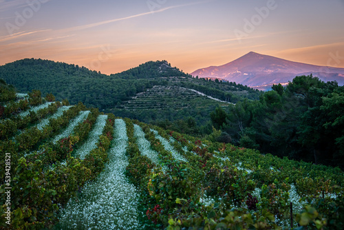 view of the mont ventoux from vineyard at baume de Venise with wild flowers at sunset , provence france .