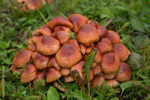 many mushrooms in the autumn forest with a large plan