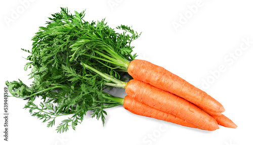 Fresh orange carrots