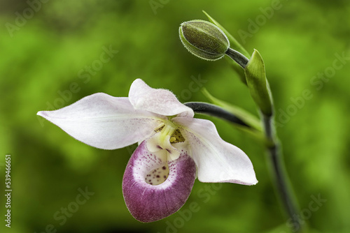 White, pink, rose-red flower of Phragmipedium Cardinale is a cross between Schlimii and Sedenii. Phragmipedium is a genus of the Orchid family (Orchidaceae). Pedium means slipper (referring to pouch).