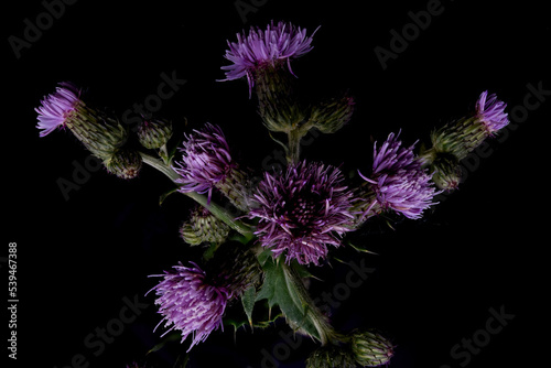 Blessed milk thistle flowers in field, close up. Silybum marianum herbal remedy, Saint Mary's Thistle, Marian Scotch thistle, Mary Thistle, Cardus marianus bloom flower background