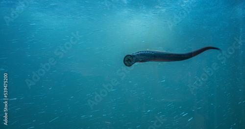 Lamprey Fish clinging or holding onto the window, as seen from the underground fish ladder. Bonneville Dam Fish Ladder in Oregon. 