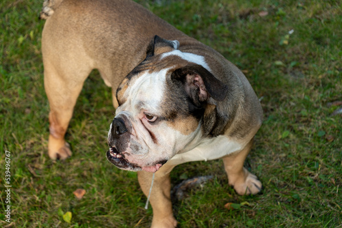 english bulldog with hanging silva exploring garden